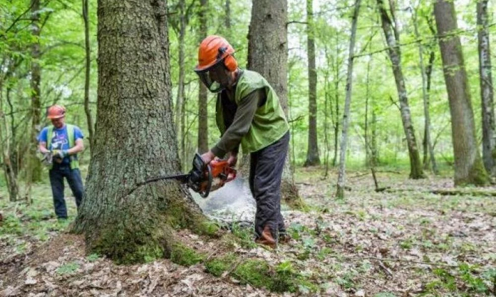 57χρονος υλοτόμος καταπλακώθηκε από δέντρο στην Εύβοια